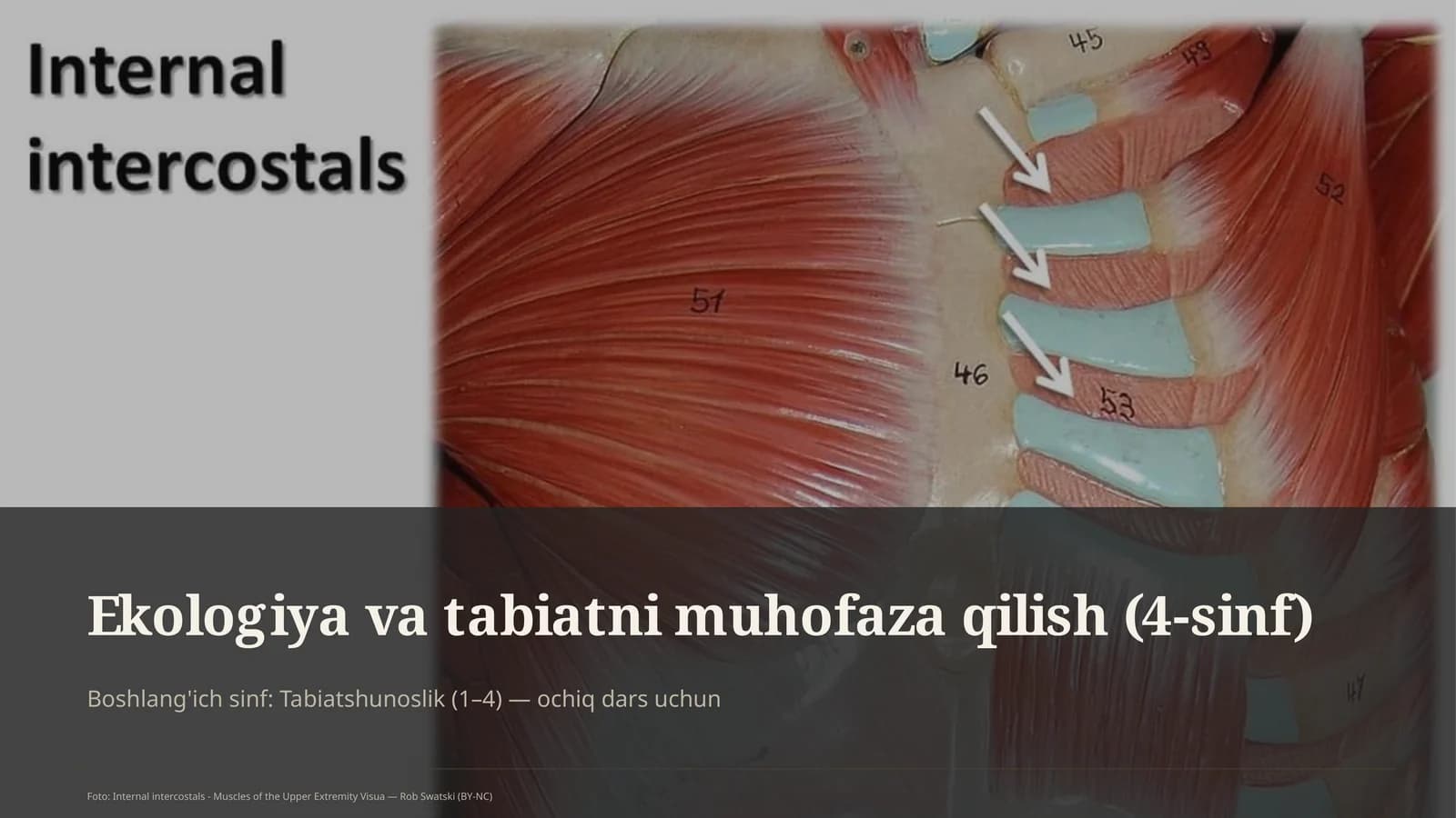 Ekologiya va tabiatni muhofaza qilish (4-sinf)
