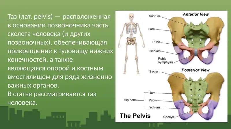 Таз (лат. pelvis)