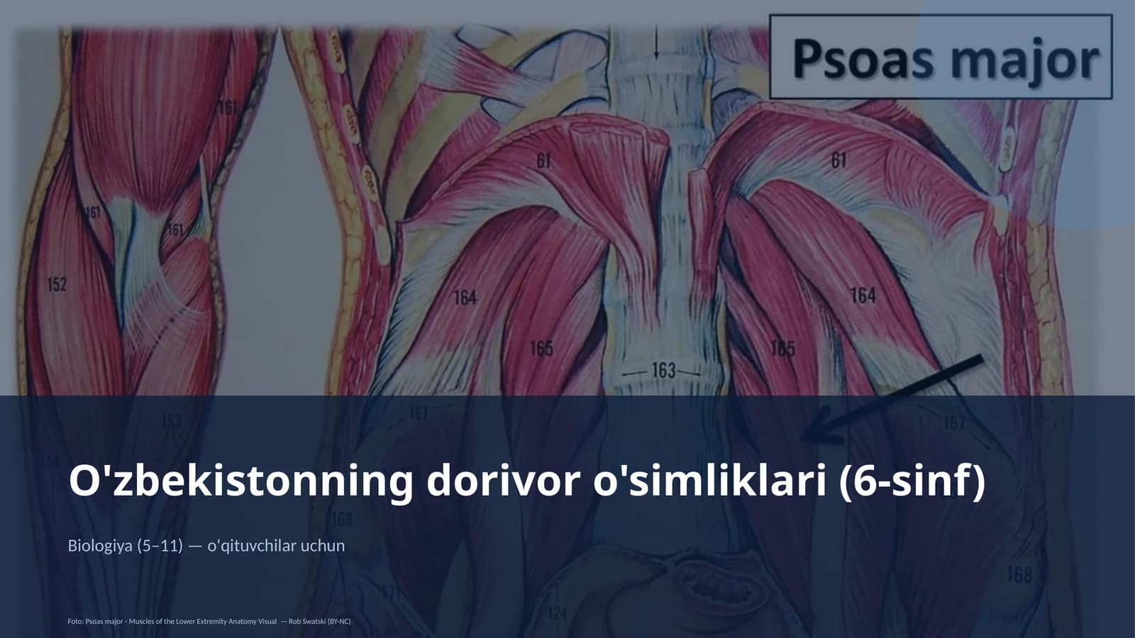O'zbekistonning dorivor o'simliklari (6-sinf)