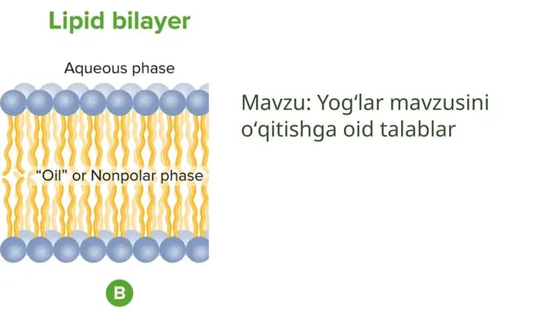 Yogʻlar