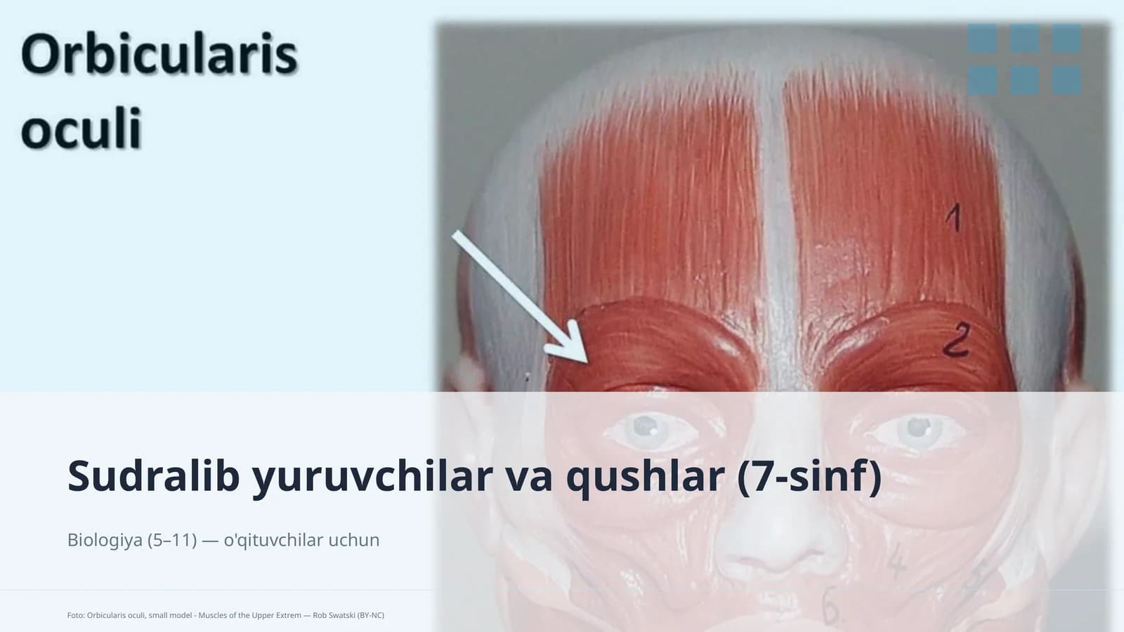 Sudralib yuruvchilar va qushlar (7-sinf)