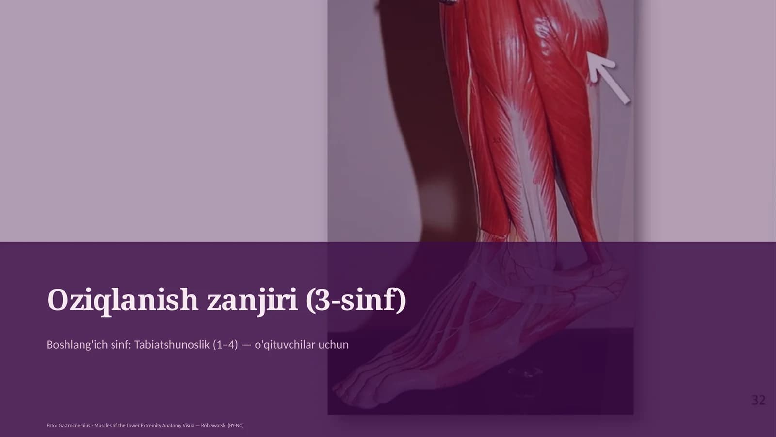Oziqlanish zanjiri (3-sinf)