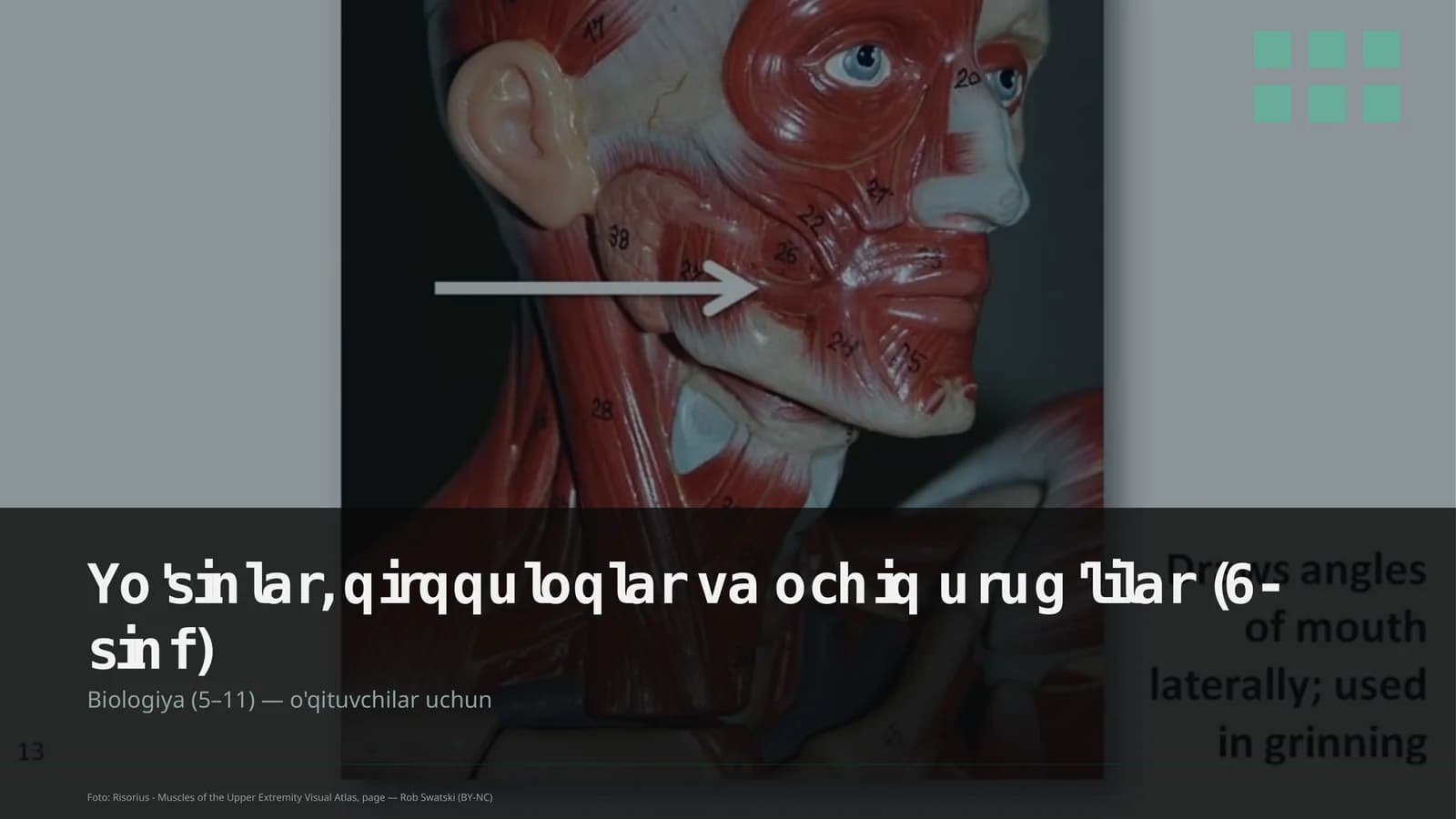 Yo'sinlar, qirqquloqlar va ochiq urug'lilar (6-sinf)