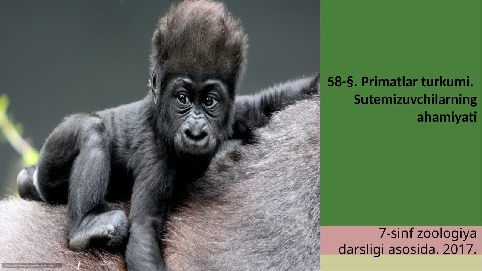 7-sinf Zoologiya 'Primatlar turkumi, sutemizuvchilarning ahamiyati' ko'rgazma