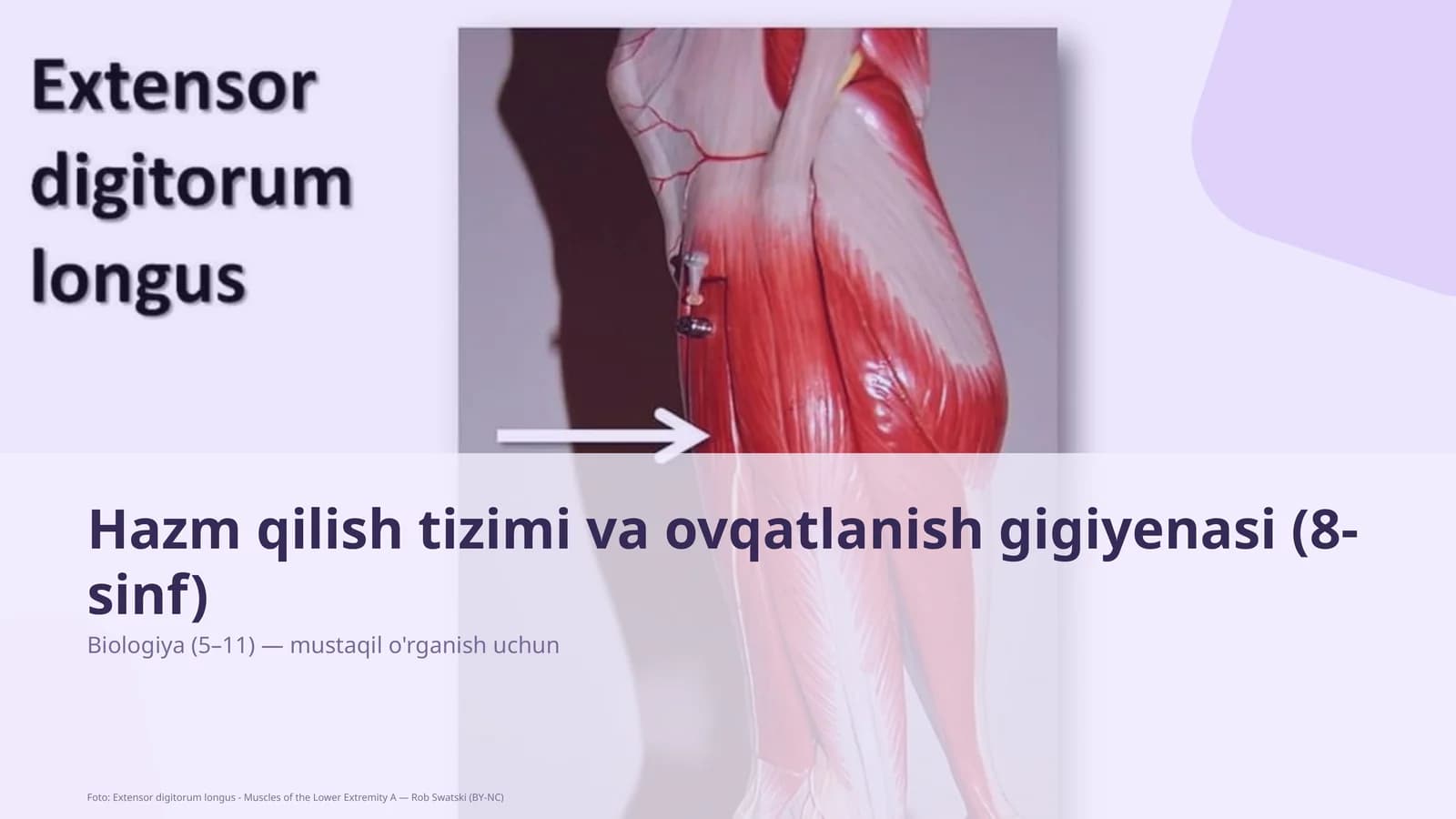Hazm qilish tizimi va ovqatlanish gigiyenasi (8-sinf)