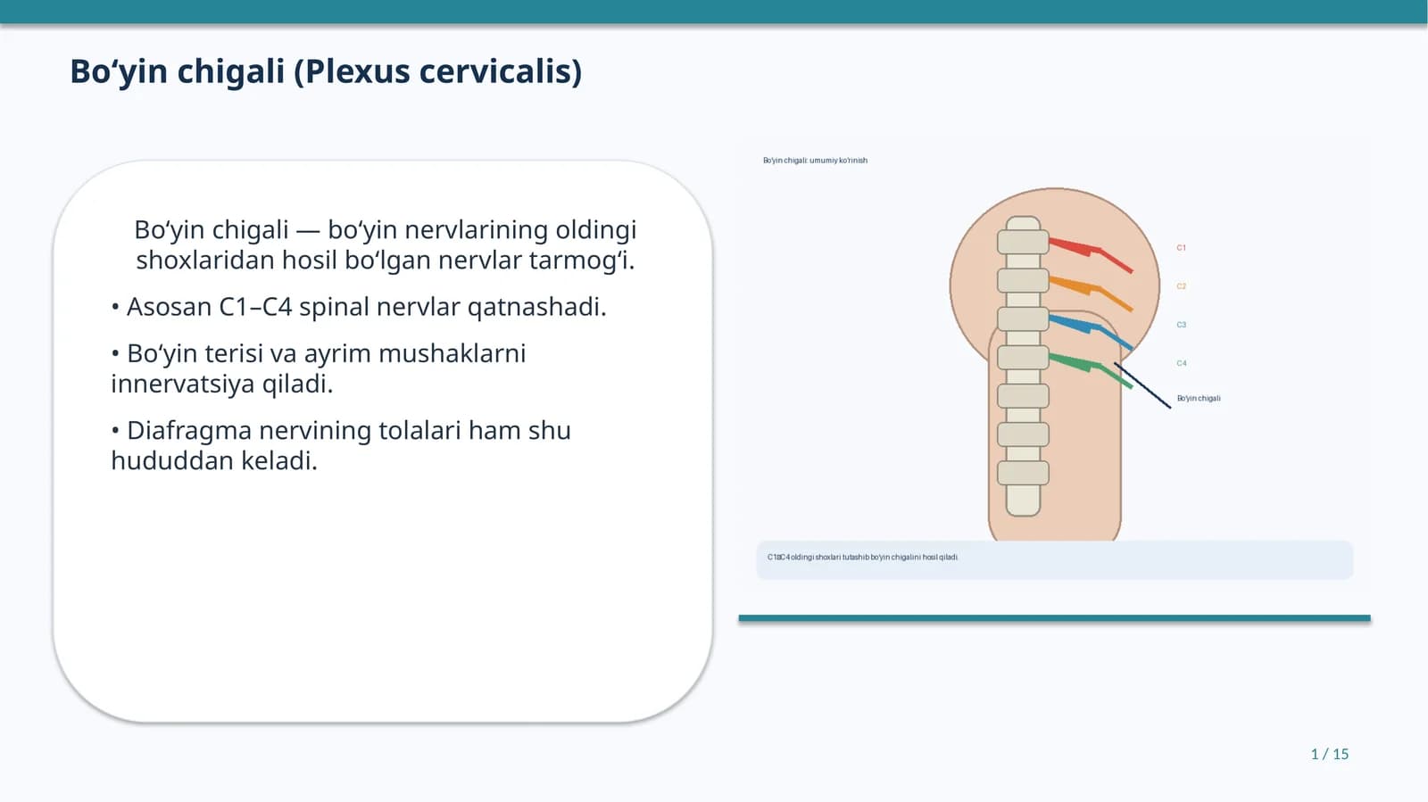 Bo‘yin chigali (Plexus cervicalis)