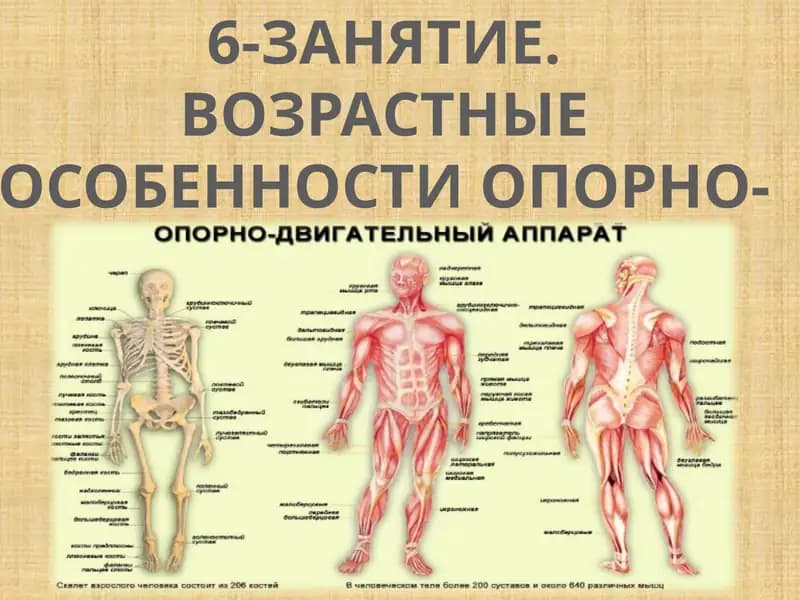 Опорно-двигательная система человека