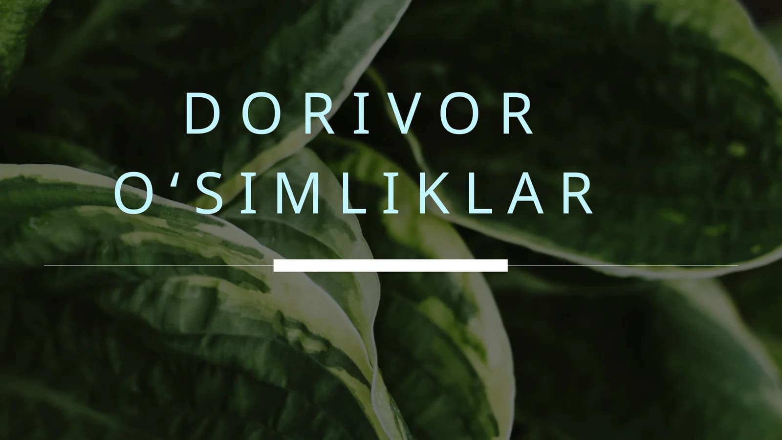 Dorivor o'simliklar