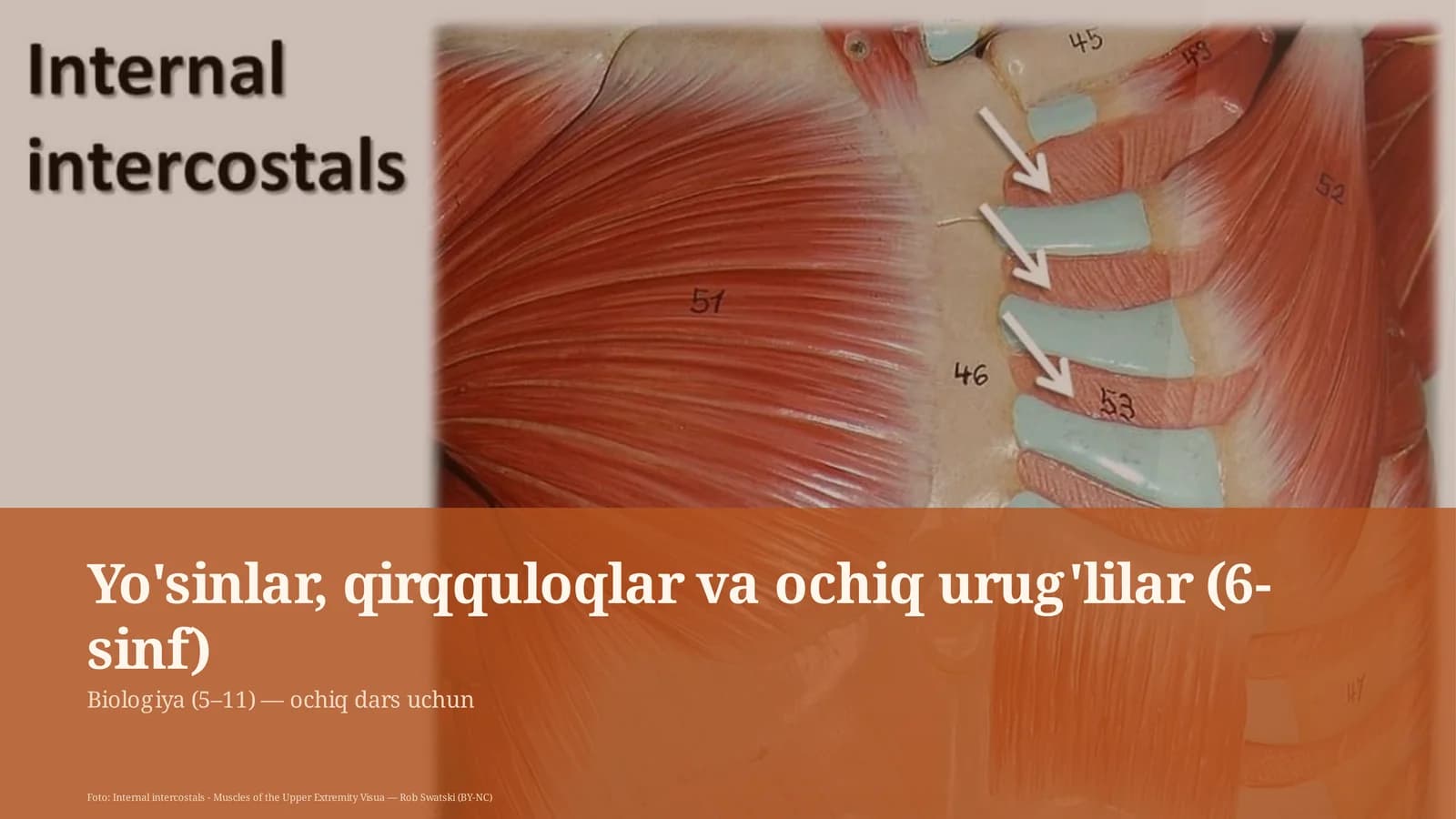 Yo'sinlar, qirqquloqlar va ochiq urug'lilar (6-sinf)