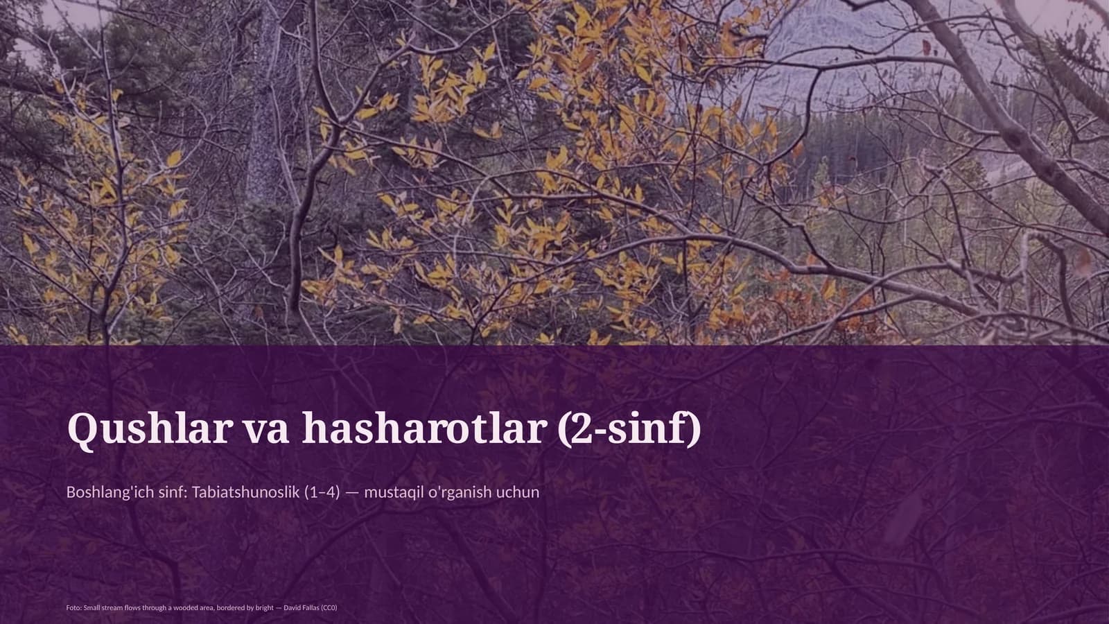Qushlar va hasharotlar (2-sinf)