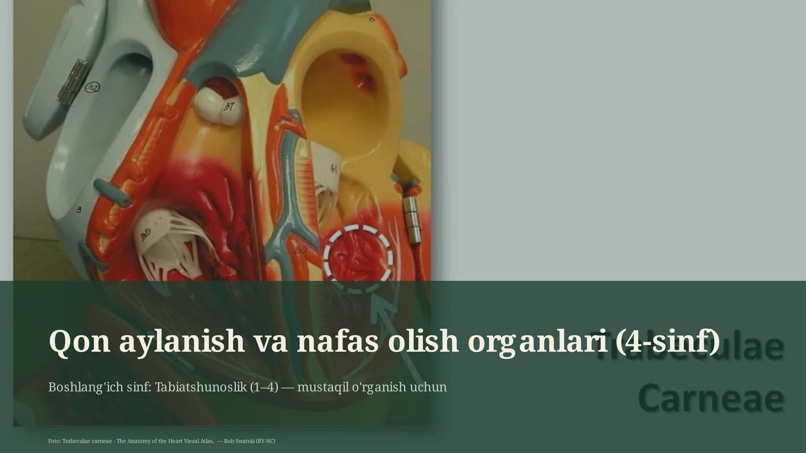 Qon aylanish va nafas olish organlari (4-sinf)