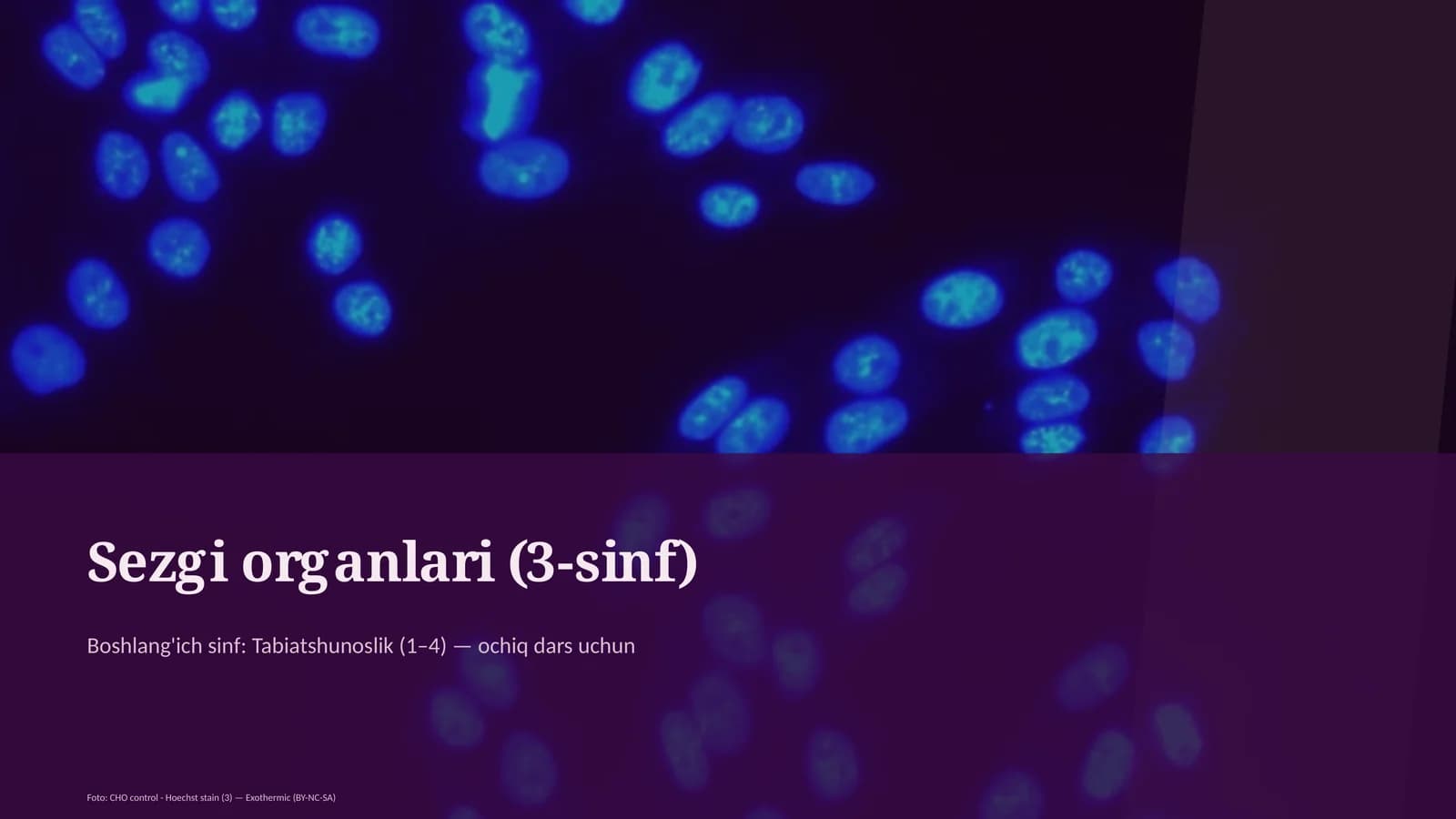 Sezgi organlari (3-sinf)