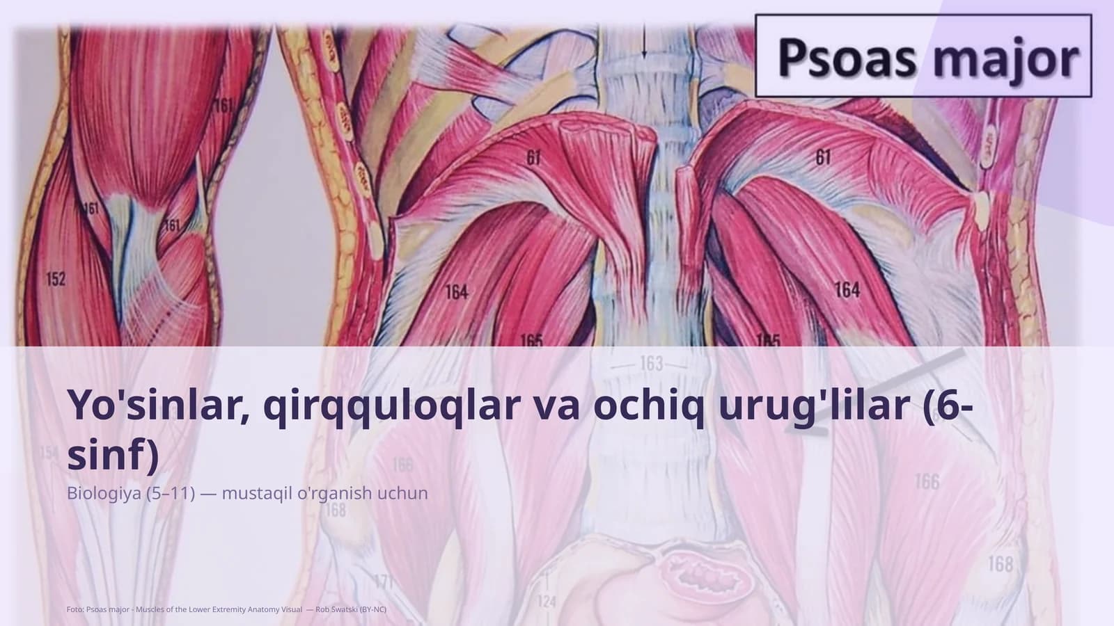Yo'sinlar, qirqquloqlar va ochiq urug'lilar (6-sinf)