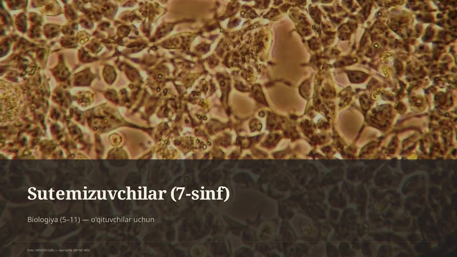 Sutemizuvchilar (7-sinf)