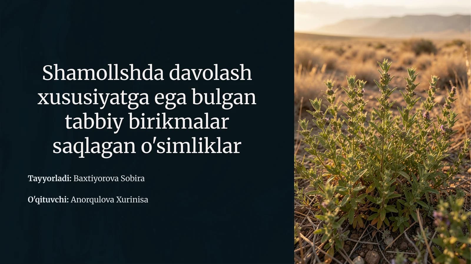 Dorivor O'simliklarning Ahamiyati