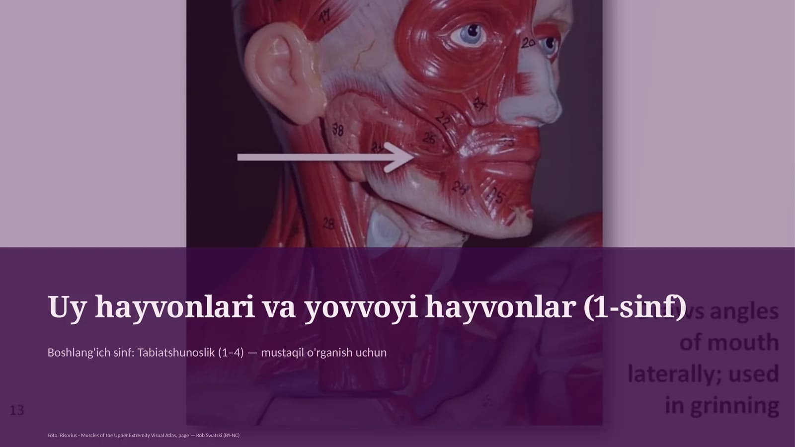 Uy hayvonlari va yovvoyi hayvonlar (1-sinf)