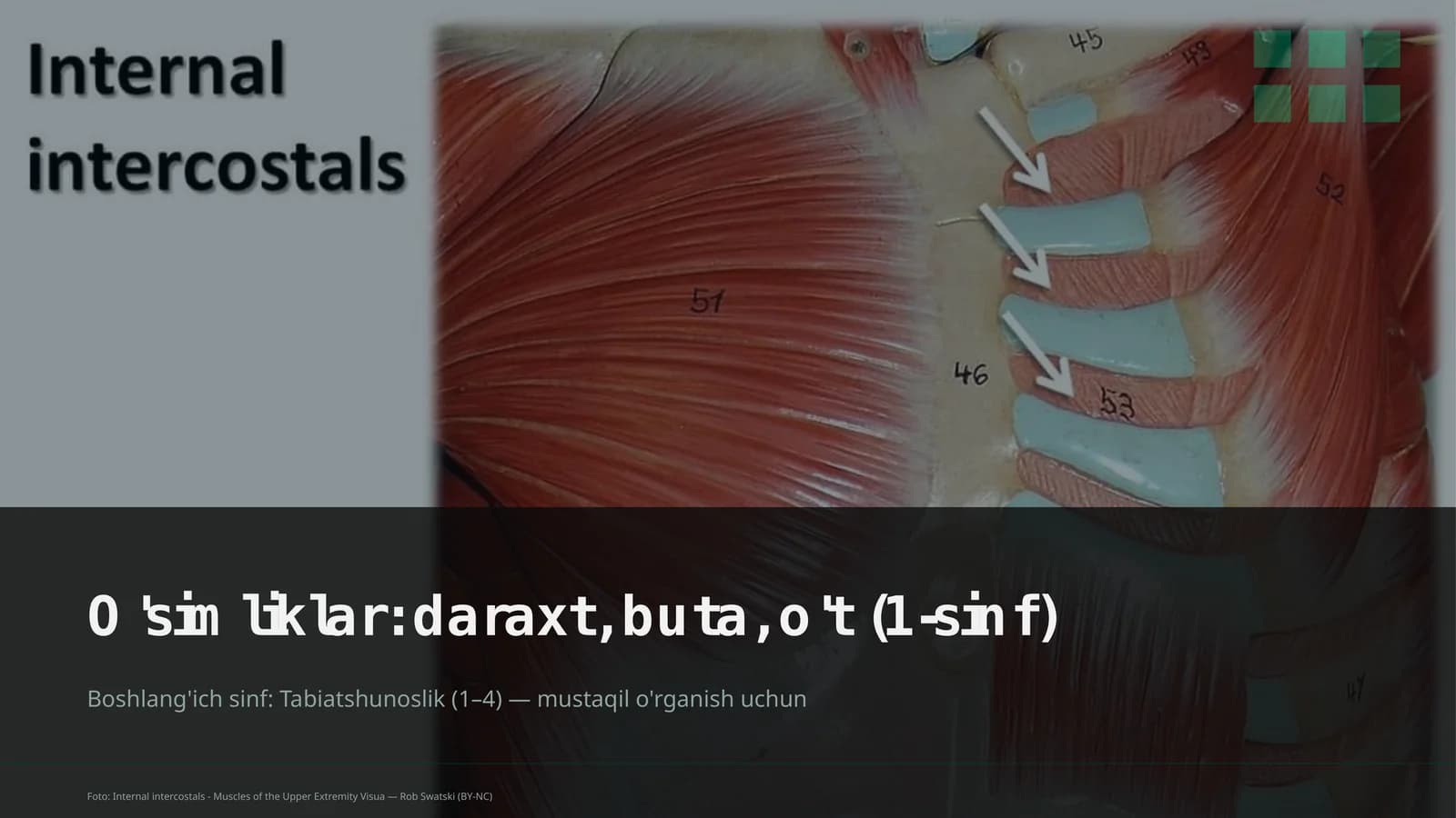 O'simliklar: daraxt, buta, o't (1-sinf)