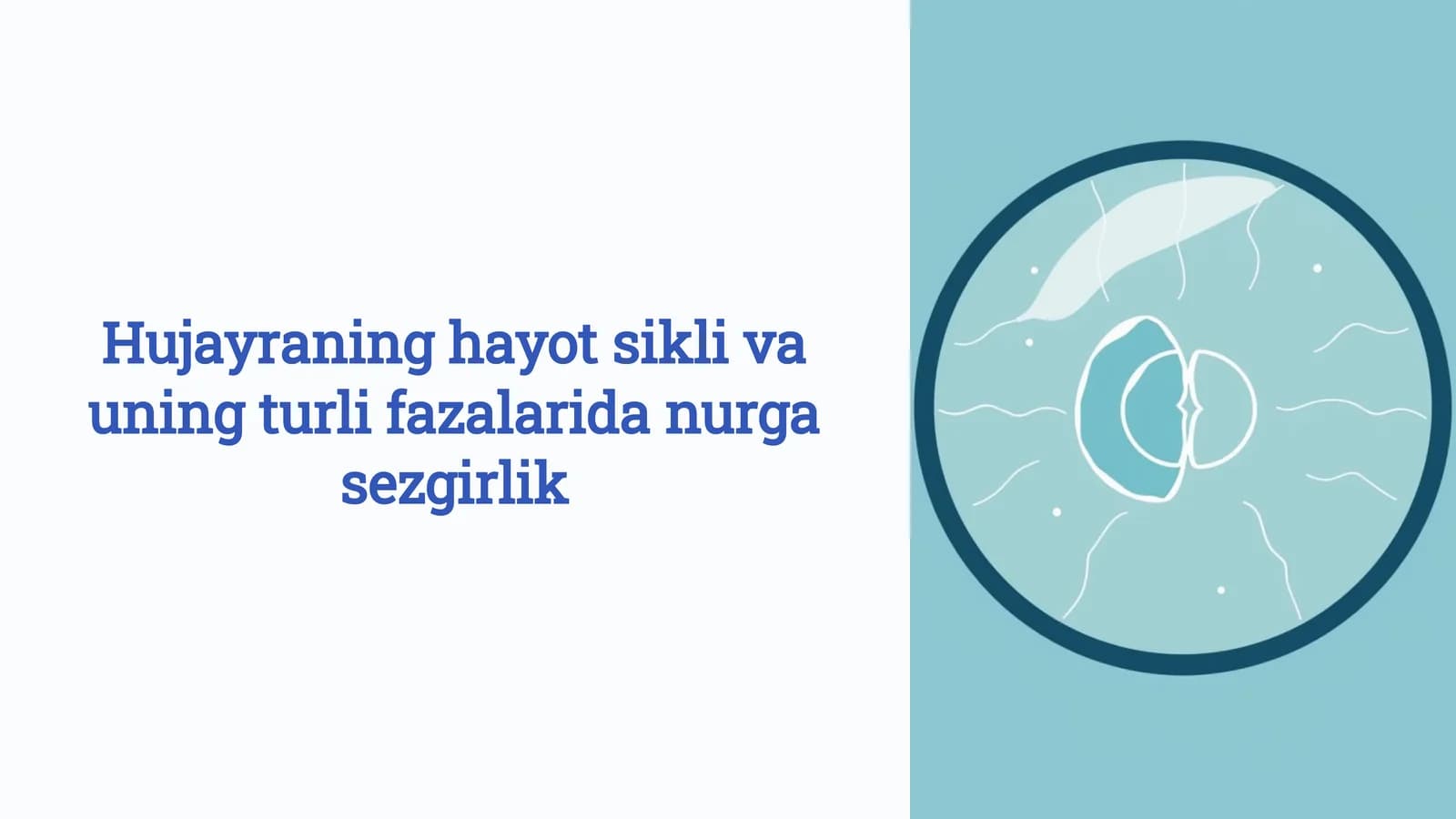 Hujayraning hayot sikli va uning turli fazalarida nurga sezgirlik