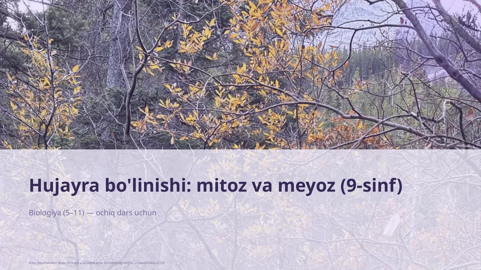 Hujayra bo'linishi: mitoz va meyoz (9-sinf)