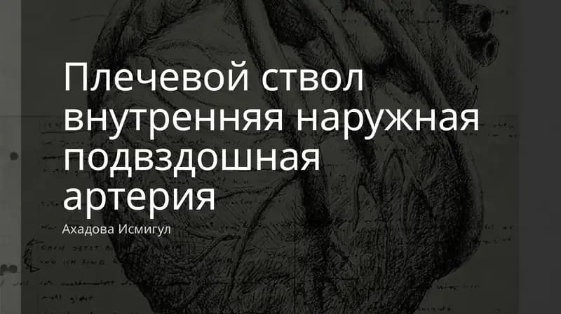 Плечевой ствол  внутренняя наружная подвздошная артерия