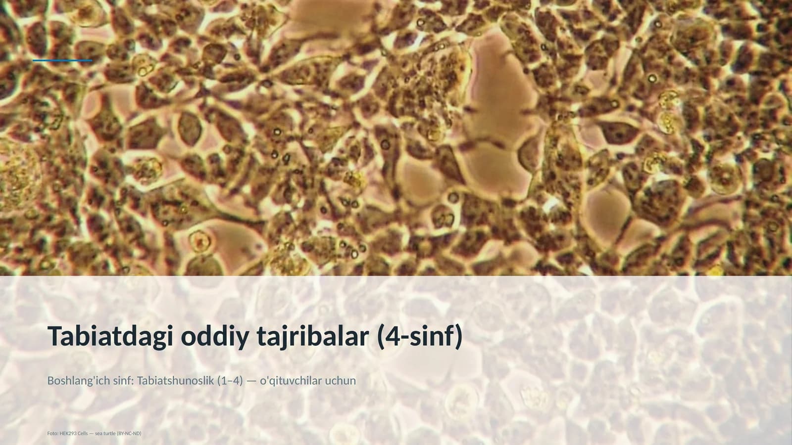 Tabiatdagi oddiy tajribalar (4-sinf)