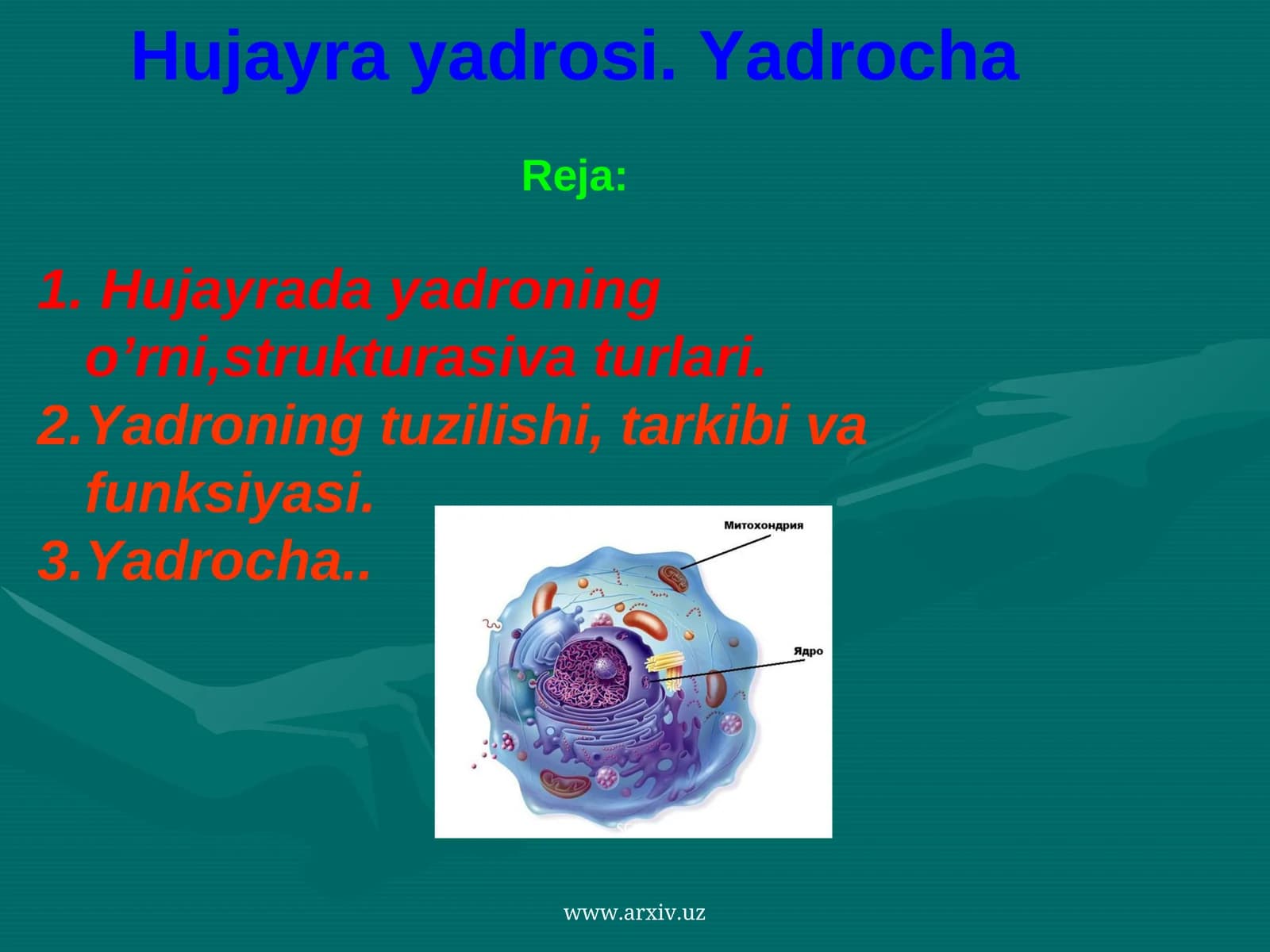 Hujayra yadrosi. Yadrocha
