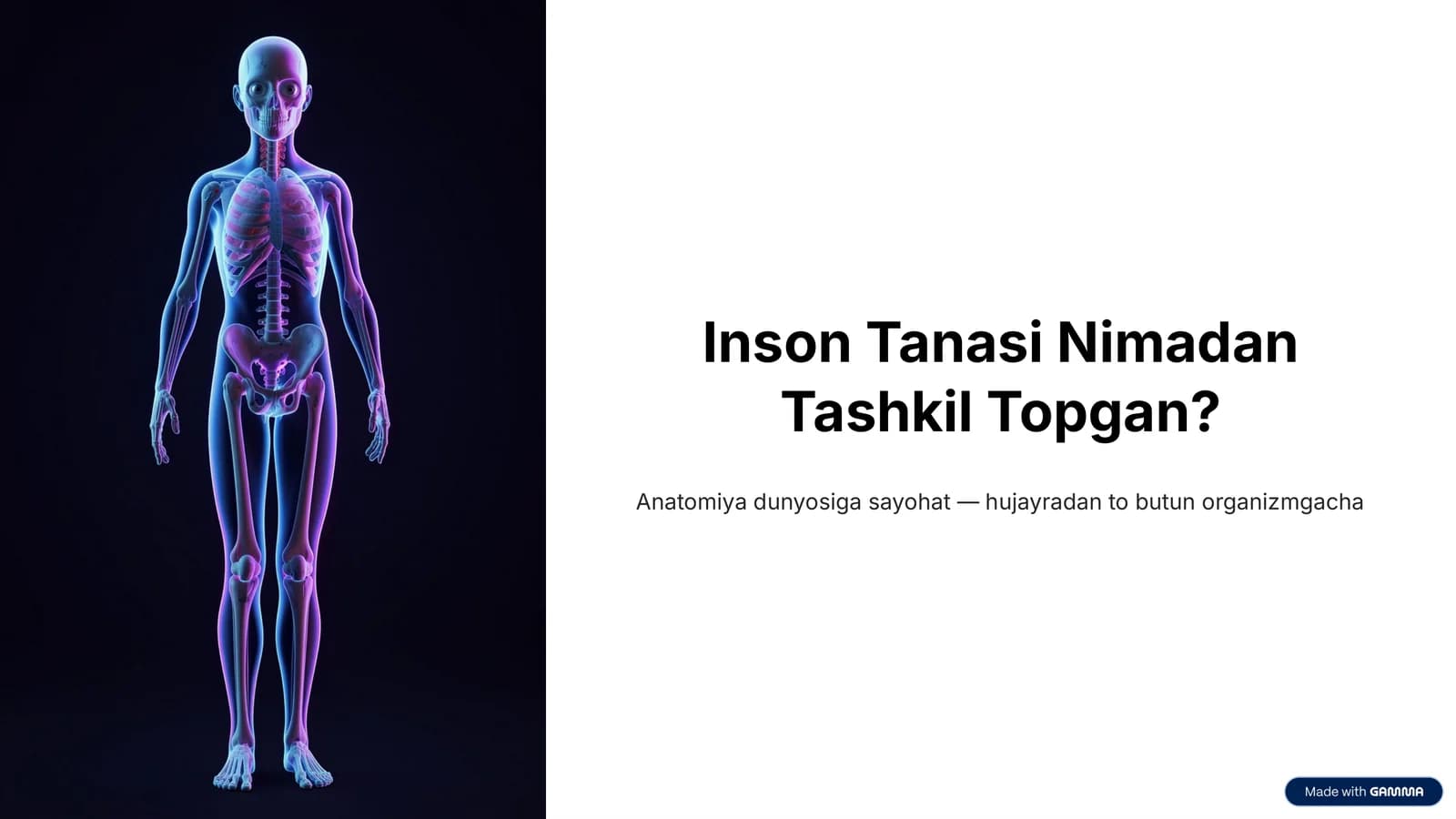Odam Anatomiyasi