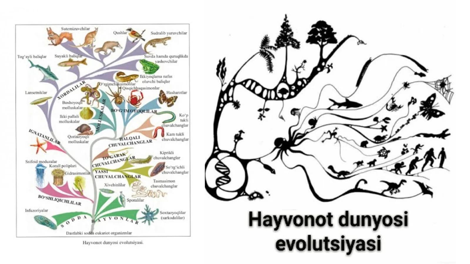 Hayvonot dunyosidagi evolutsion o’zgarishlar