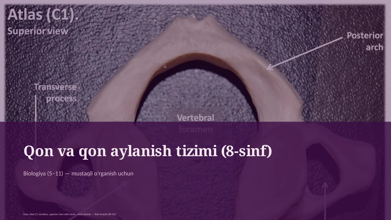Qon va qon aylanish tizimi (8-sinf)