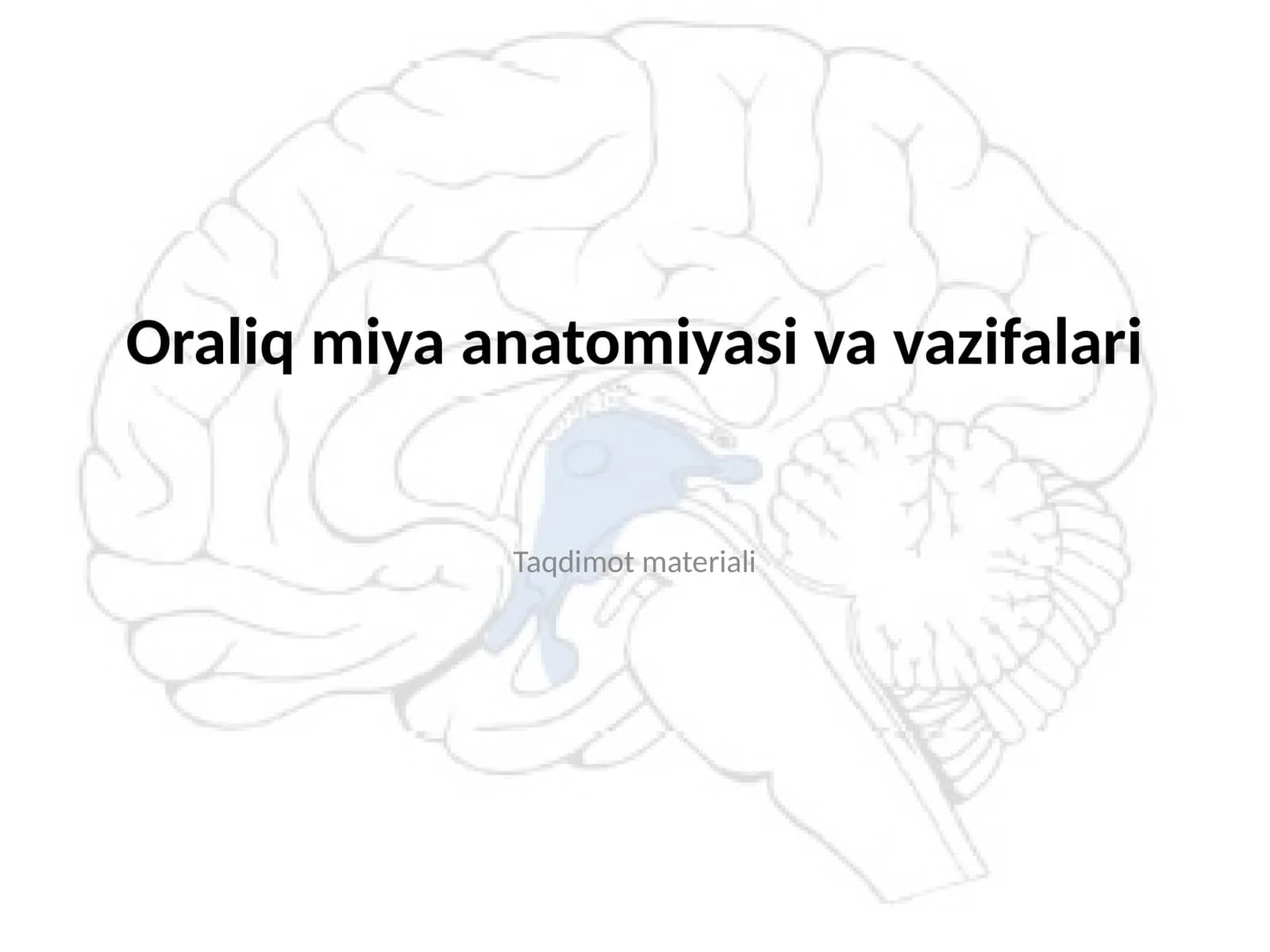 Oraliq miya anatomiyasi va vazifalari