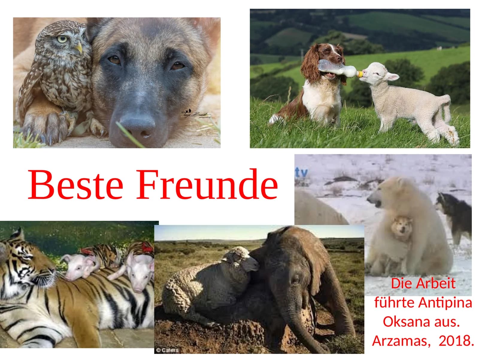 BesteFreunde