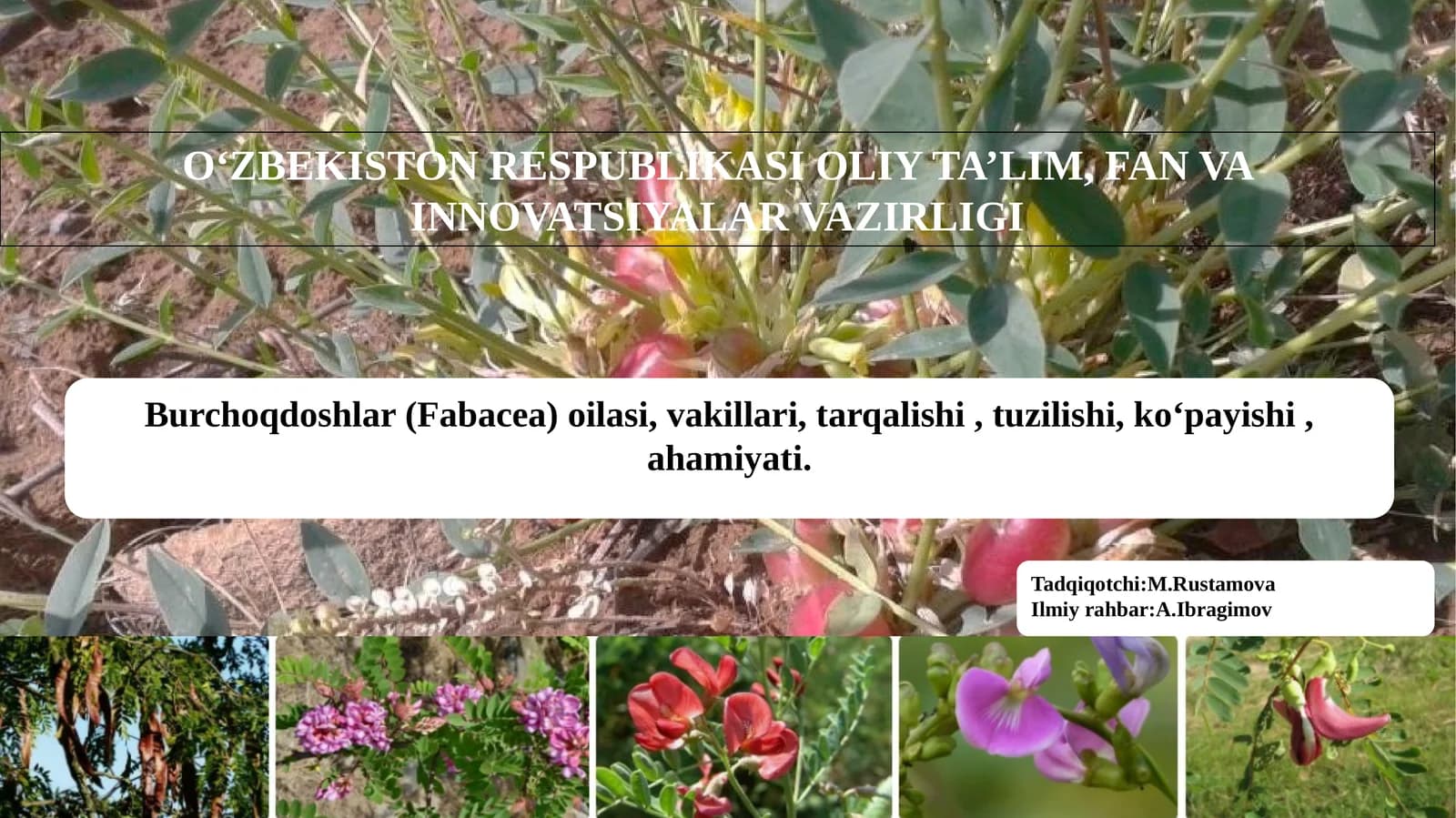 Burchoqdoshlar (Fabacea) oilasi, vakillari ,tarqalishi ,tuzilishi,koʻpayishi, ahamiyati