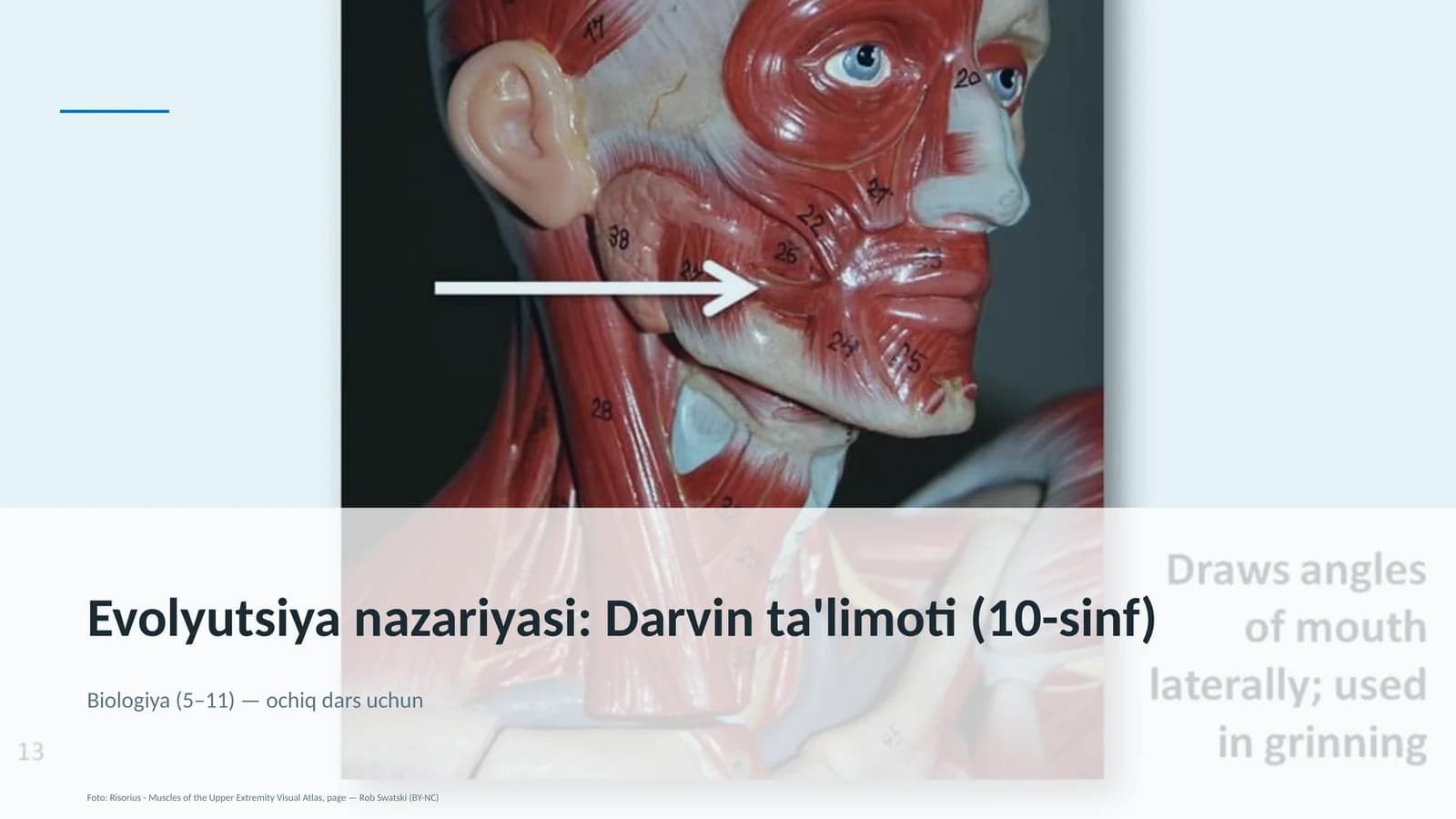 Evolyutsiya nazariyasi: Darvin ta'limoti (10-sinf)