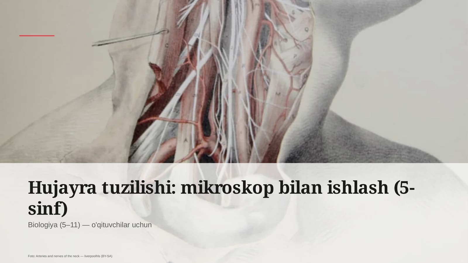 Hujayra tuzilishi: mikroskop bilan ishlash (5-sinf)