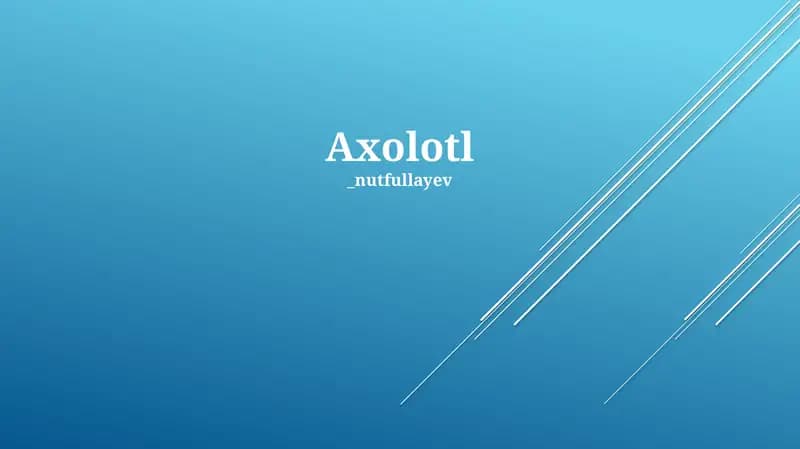 Axolotl