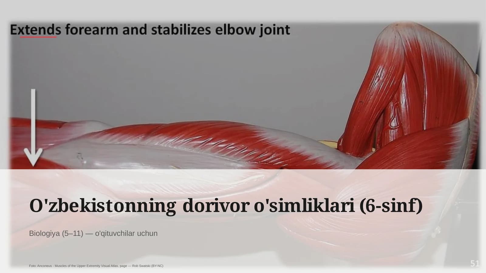 O'zbekistonning dorivor o'simliklari (6-sinf)