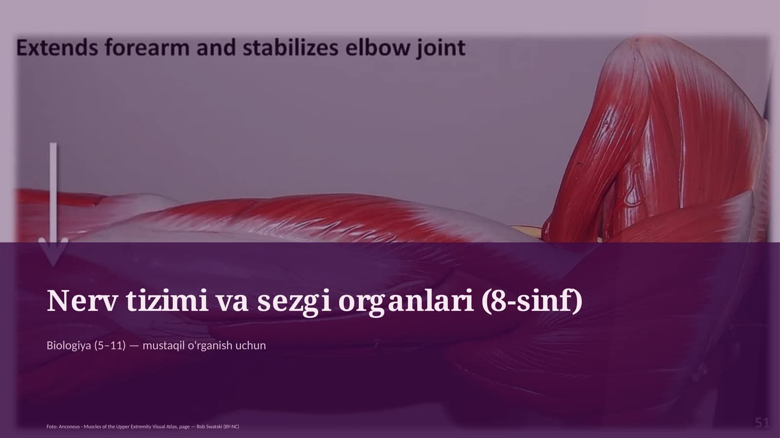 Nerv tizimi va sezgi organlari (8-sinf)
