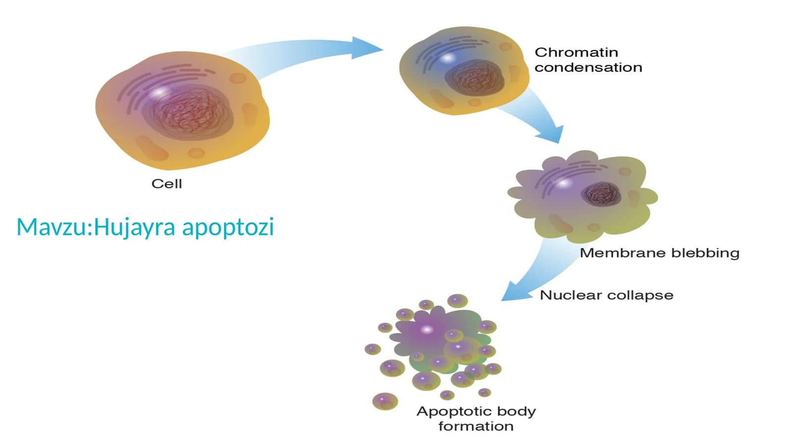 Hujayra apoptozi