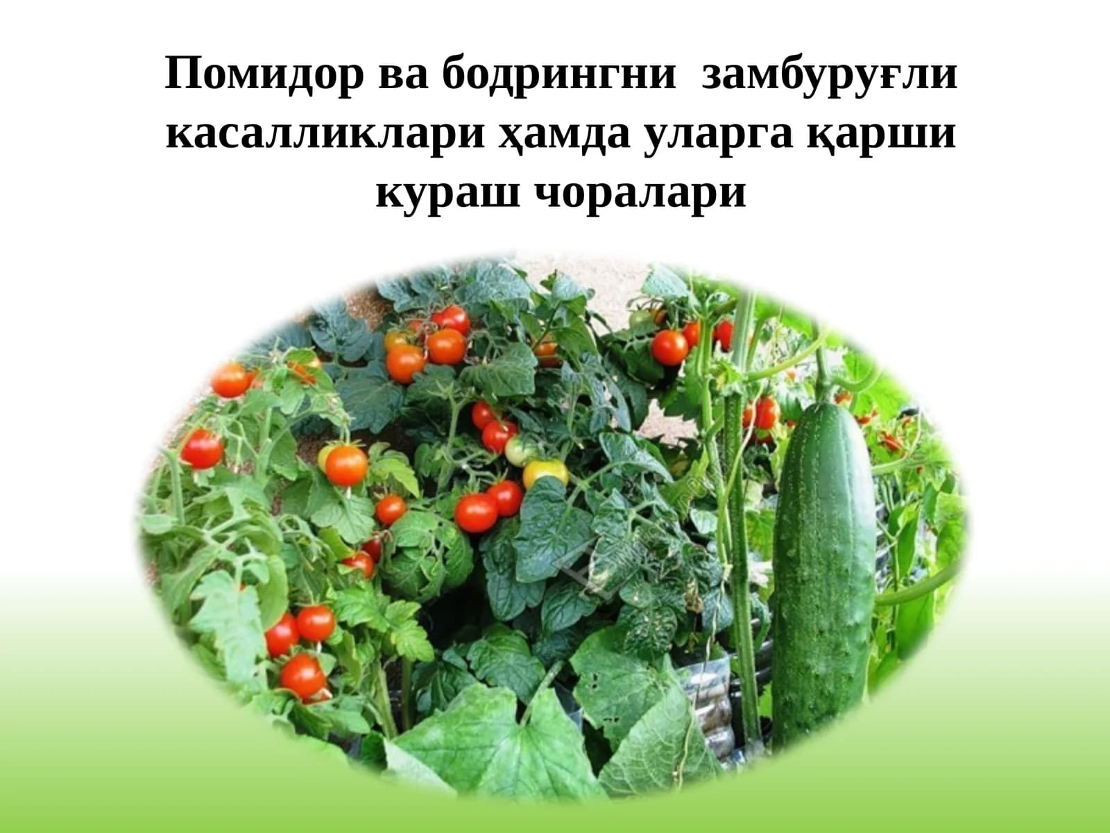 Помидорнингзамбуруғликасалликлари