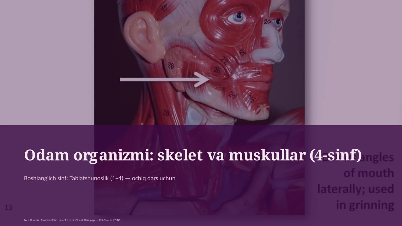 Odam organizmi: skelet va muskullar (4-sinf)
