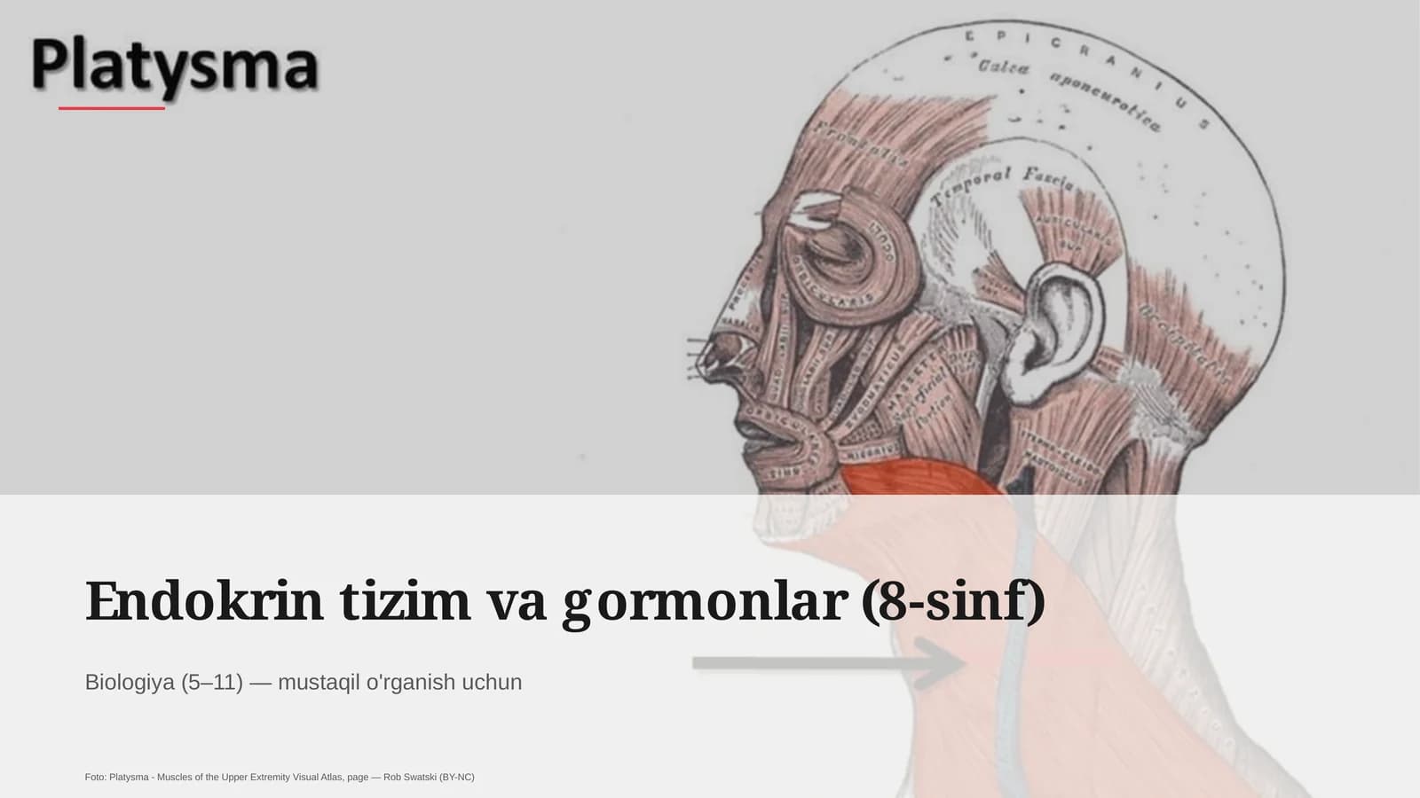 Endokrin tizim va gormonlar (8-sinf)