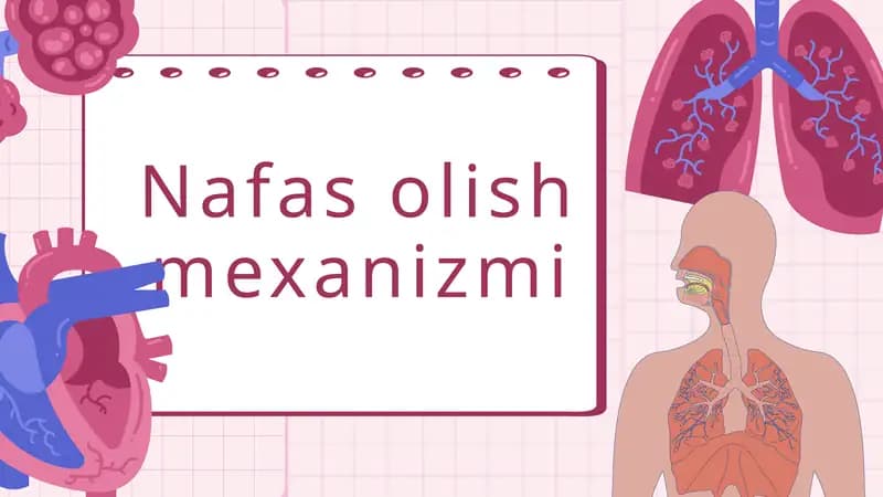 Nafas olish mexanizmi
