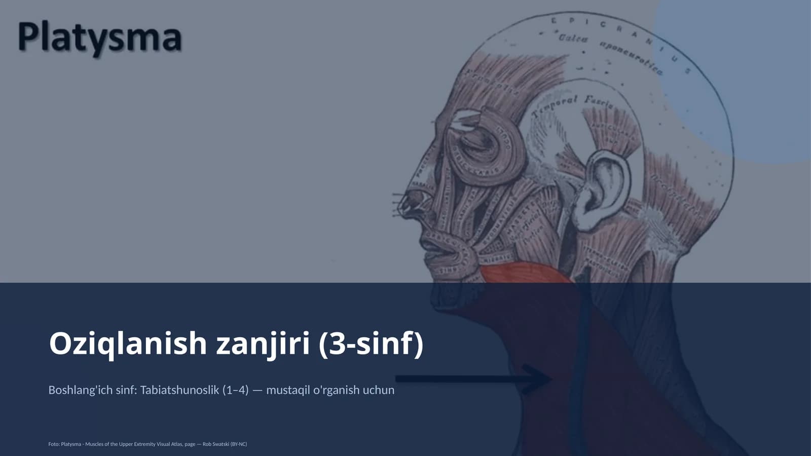 Oziqlanish zanjiri (3-sinf)