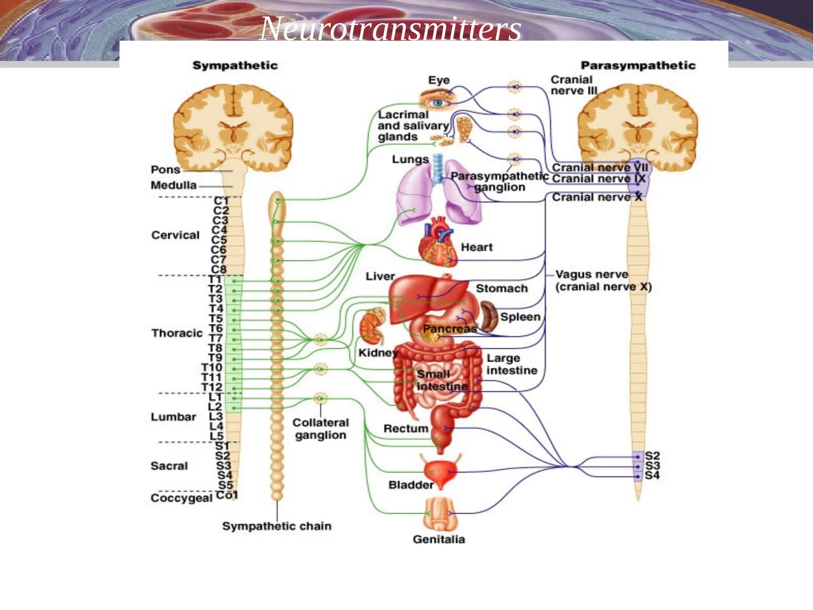 Neurotransmitters