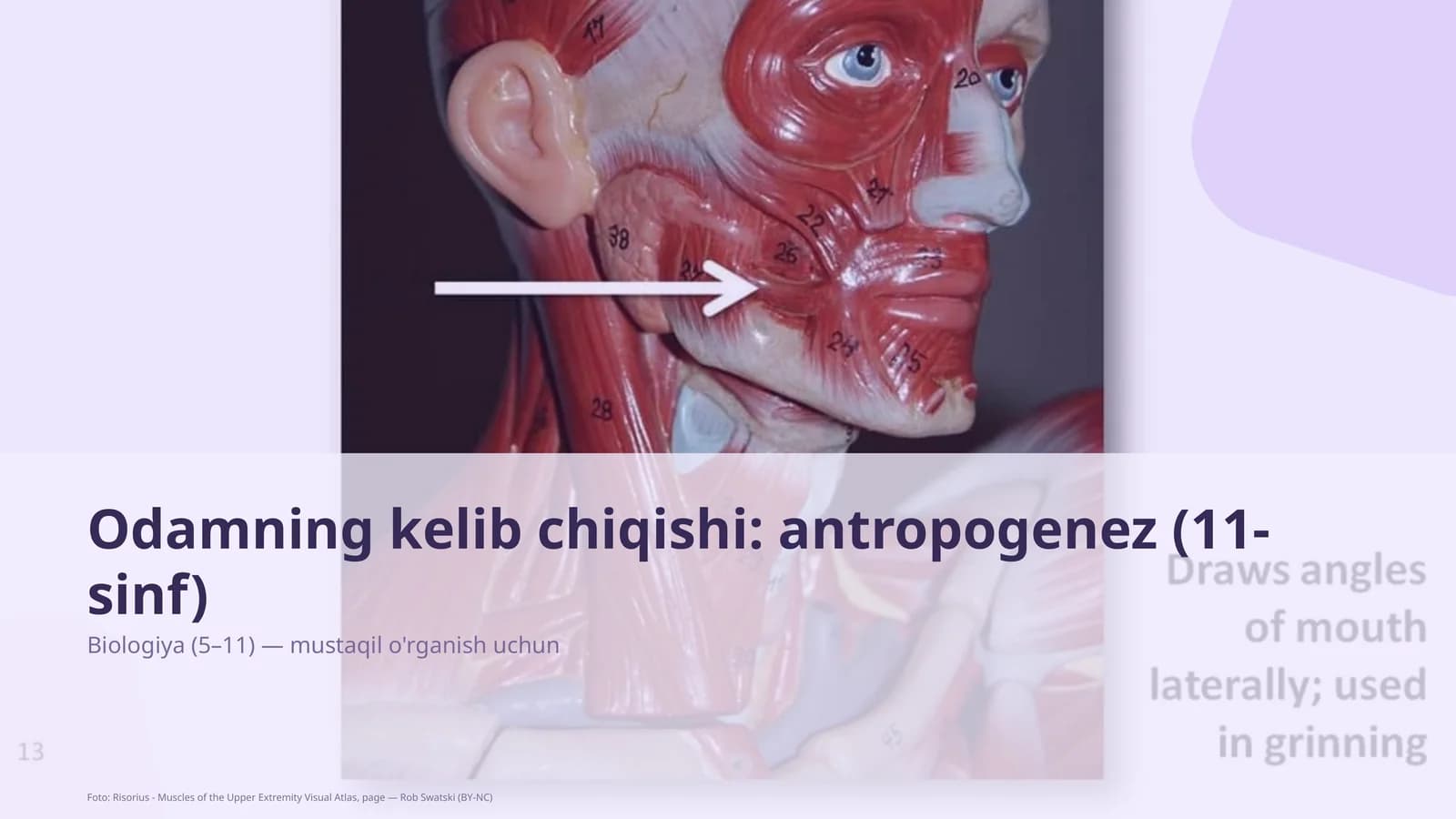 Odamning kelib chiqishi: antropogenez (11-sinf)