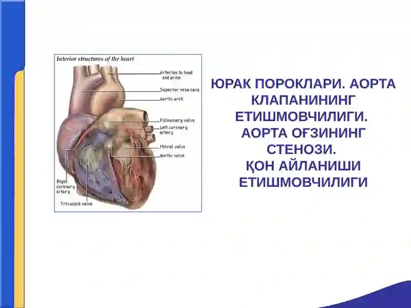 ЮРАК ПОРОКЛАРИ. АОРТА КЛАПАНИНИНГ ЕТИШМОВЧИЛИГИ. 
АОРТА ОҒЗИНИНГ СТЕНОЗИ. 
ҚОН АЙЛАНИШИ ЕТИШМОВЧИЛ