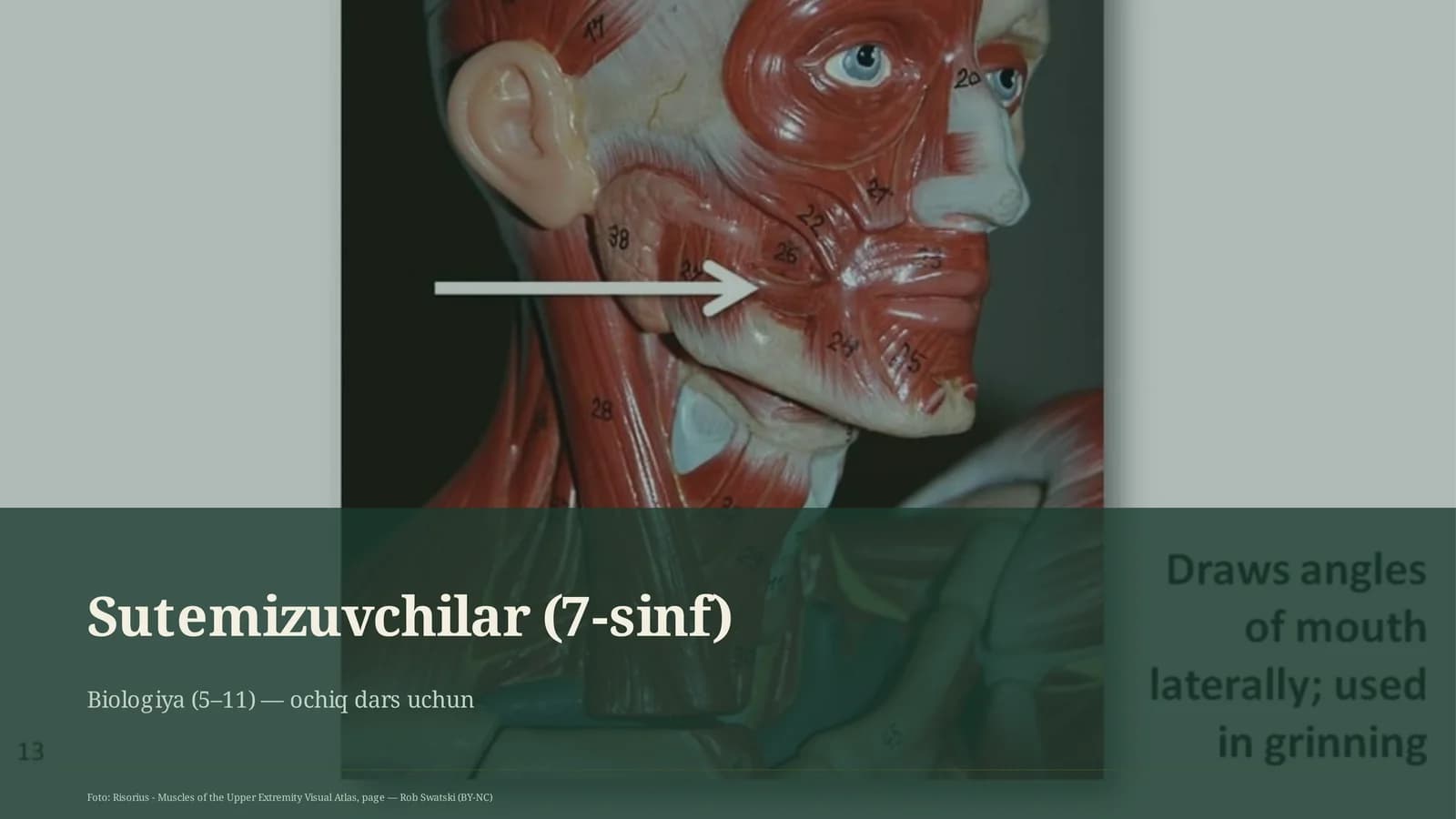 Sutemizuvchilar (7-sinf)
