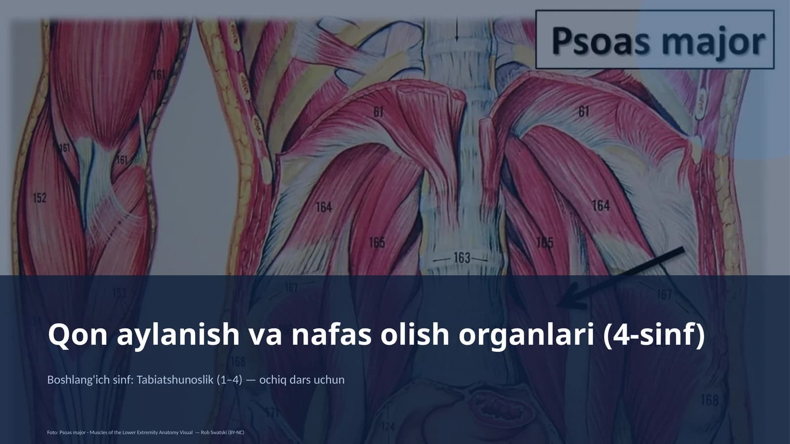 Qon aylanish va nafas olish organlari (4-sinf)