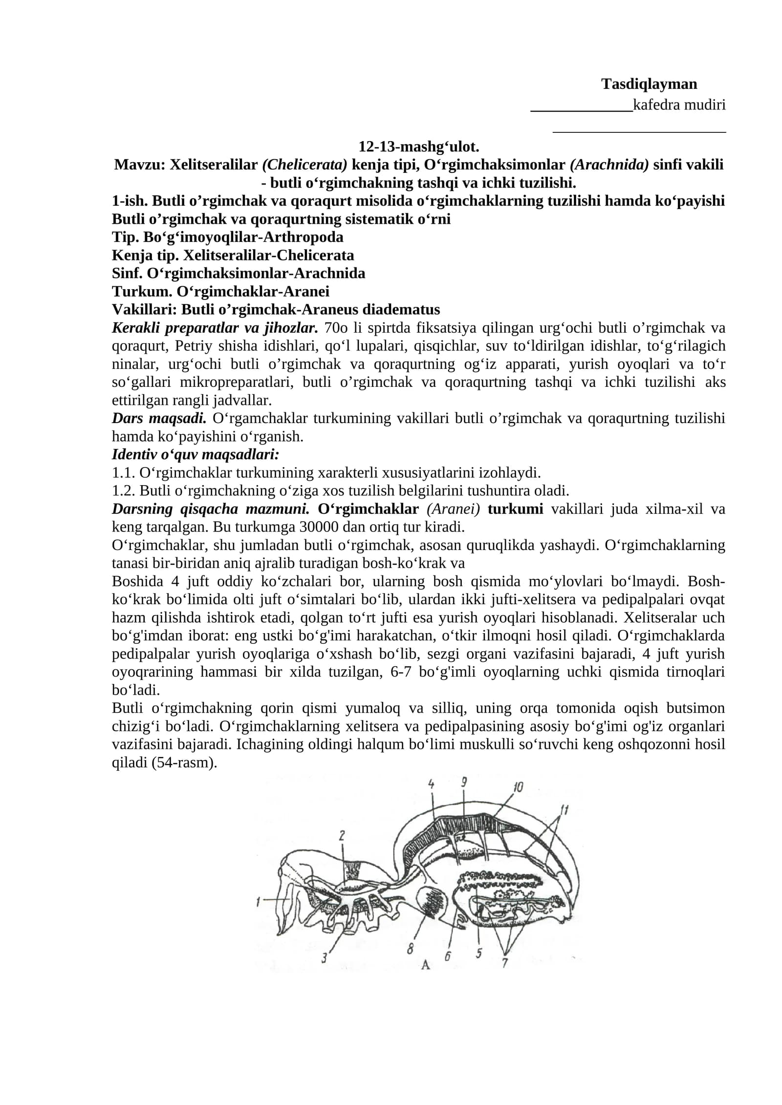 O‘rgimchaklar (Arachnida)