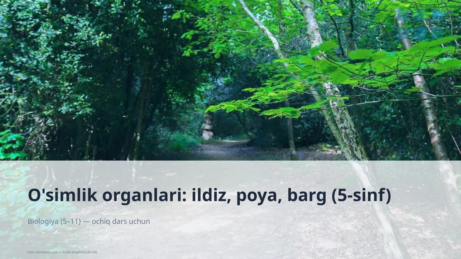 O'simlik organlari: ildiz, poya, barg (5-sinf)